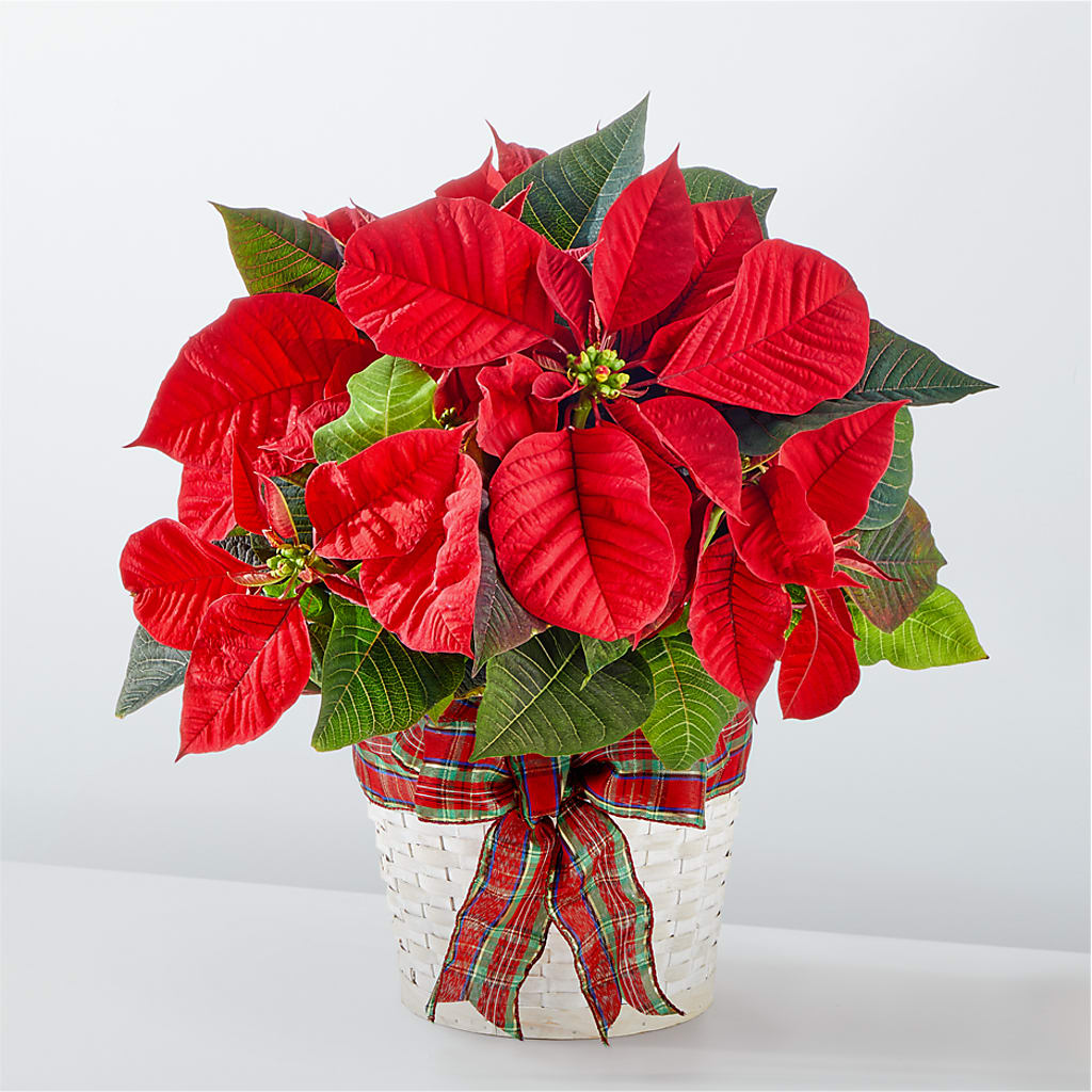 Happiest Holidays Poinsettia – KAREN'S AND TINA'S FLOWERS, Newmarket ON