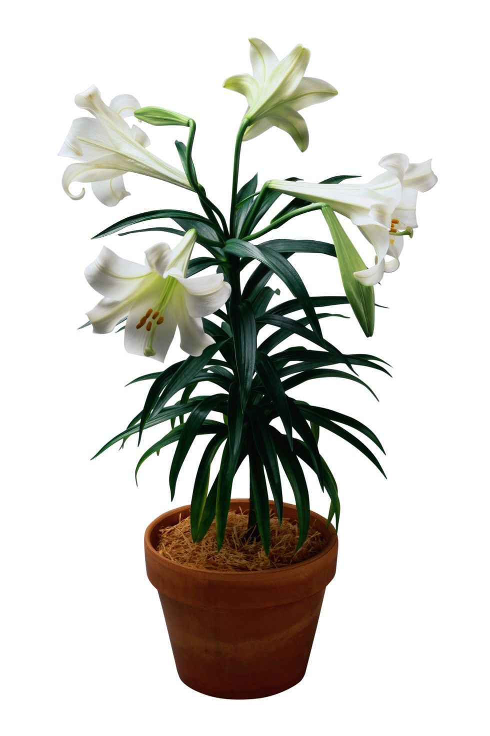Easter Lily Plant (Classic White) – KAREN'S AND TINA'S FLOWERS, Newmarket ON