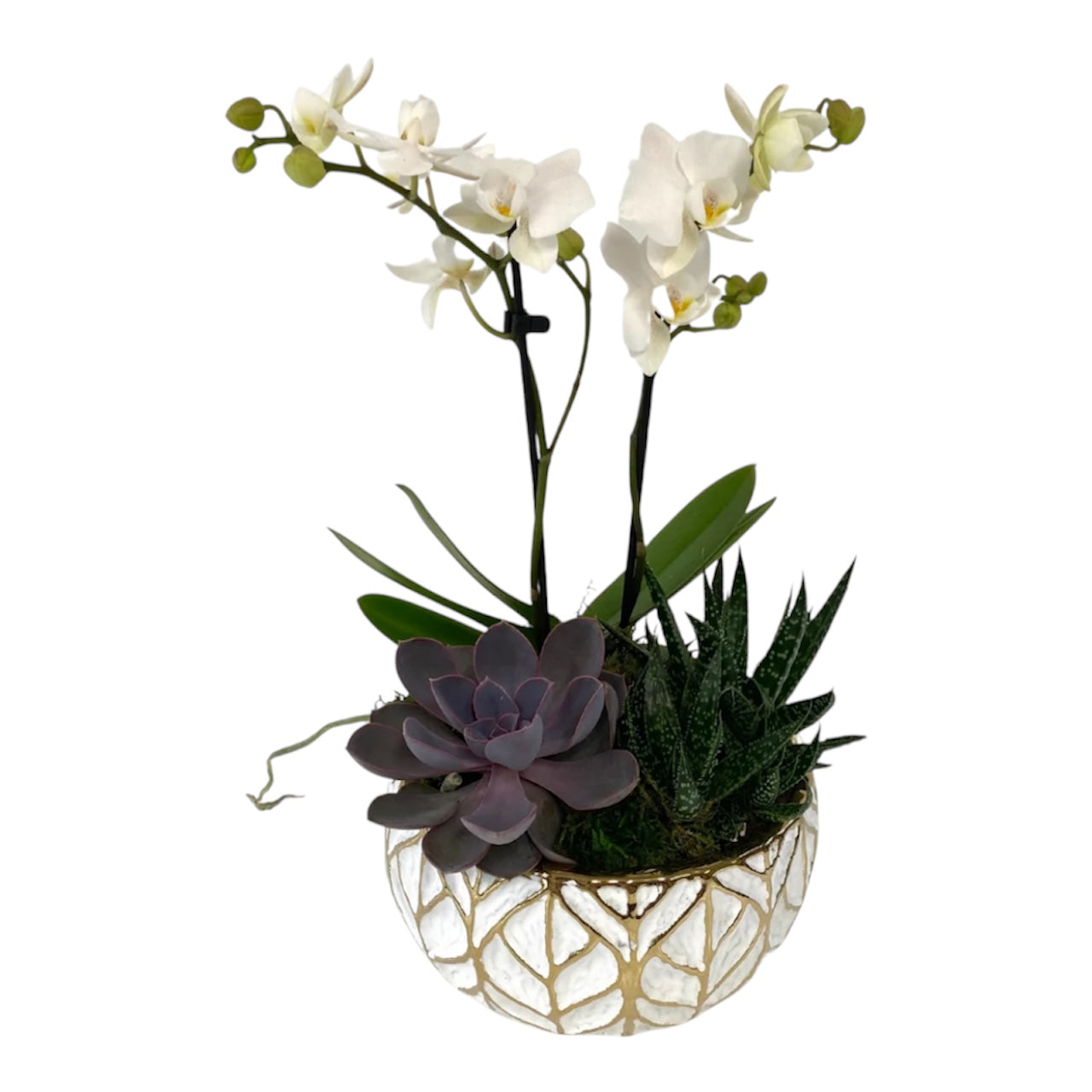 Gold Leaf White Orchid/Succulent
