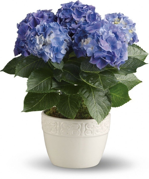 Hydrangea Happiness – KAREN'S AND TINA'S FLOWERS, Newmarket ON