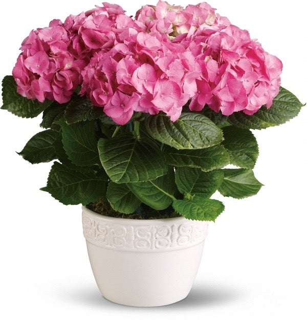 Hydrangea Happiness – KAREN'S AND TINA'S FLOWERS, Newmarket ON