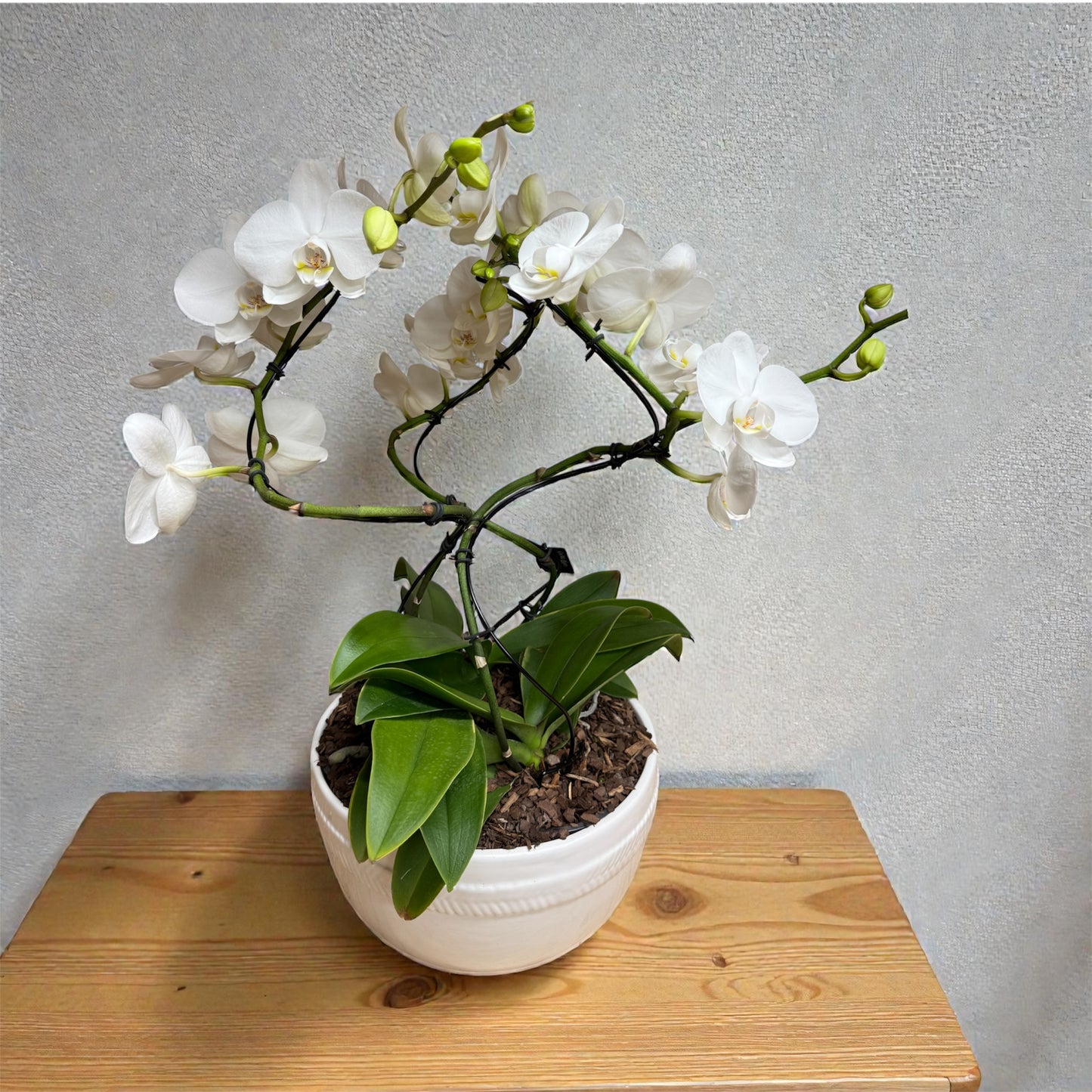 Orchid Royale – KAREN'S AND TINA'S FLOWERS, Newmarket ON