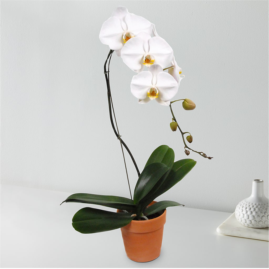White Cascading Orchid – KAREN'S AND TINA'S FLOWERS, Newmarket ON
