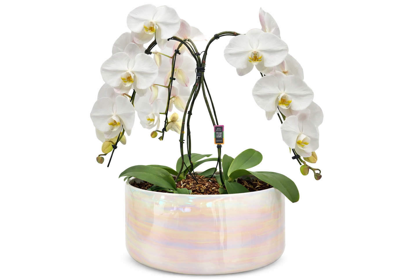 Swan 3 stem Orchid in Pearl Bowl