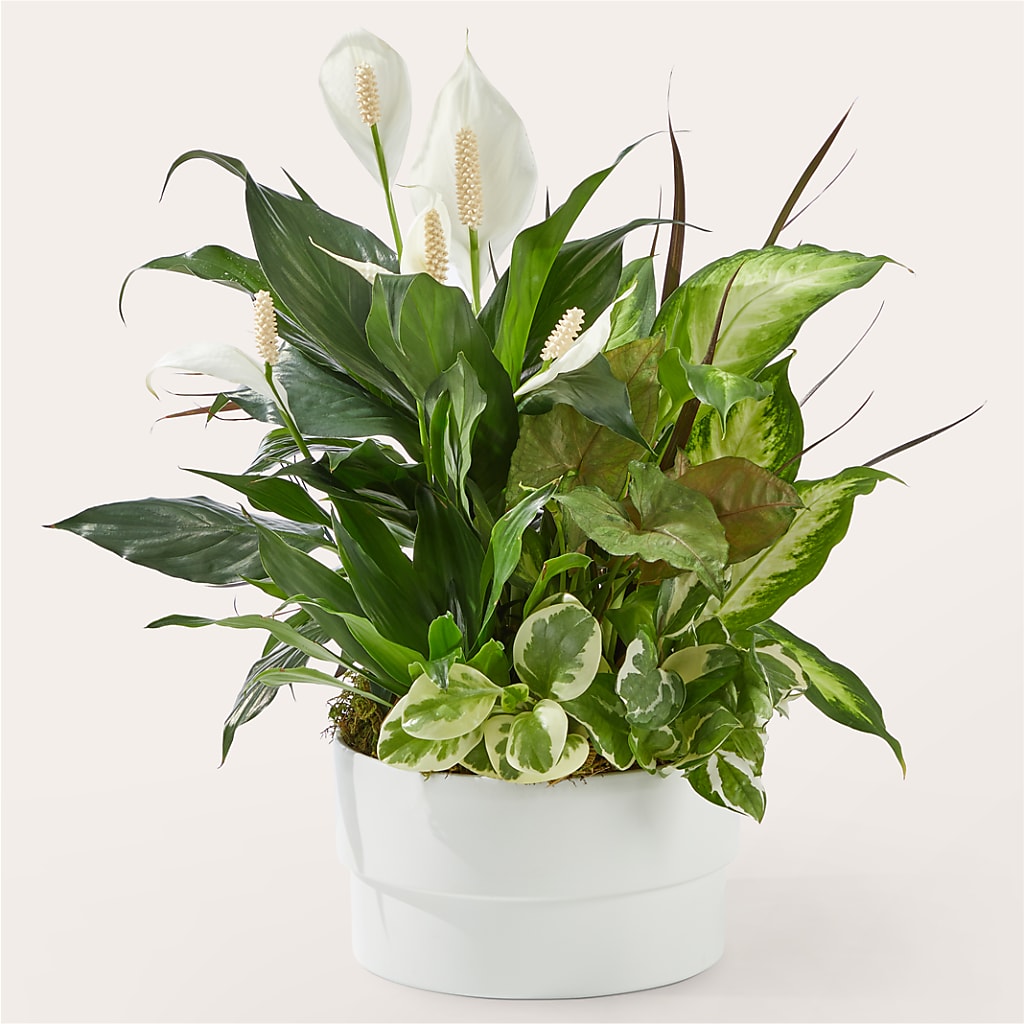 Radiating Positivity Dishgarden – KAREN'S AND TINA'S FLOWERS, Newmarket ON