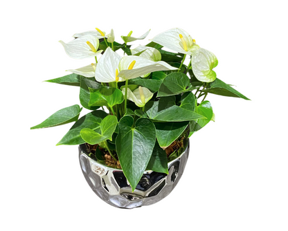 ANTHURIUM PLANTER