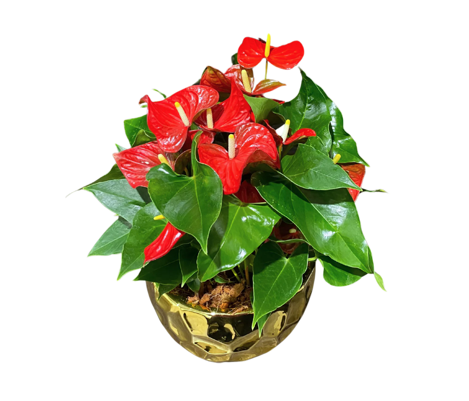 ANTHURIUM PLANTER