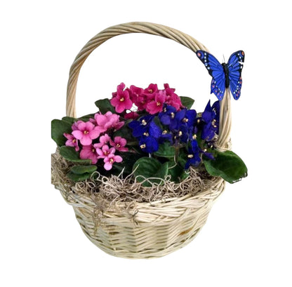 African violet garden – KAREN'S AND TINA'S FLOWERS, Newmarket ON