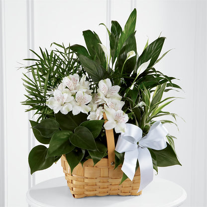 Peace & Serenity Dishgarden – KAREN'S AND TINA'S FLOWERS, Newmarket ON