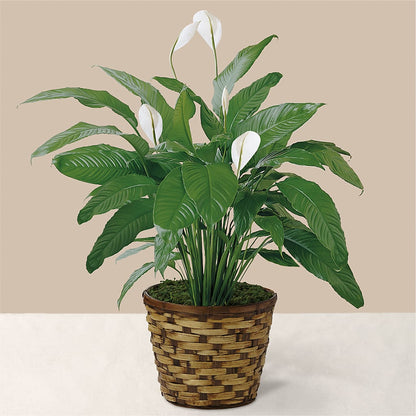 Tranquil Moments Peace Lily Plant – KAREN'S AND TINA'S FLOWERS, Newmarket ON
