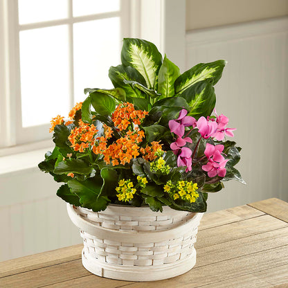 Color Crush Dishgarden – KAREN'S AND TINA'S FLOWERS, Newmarket ON