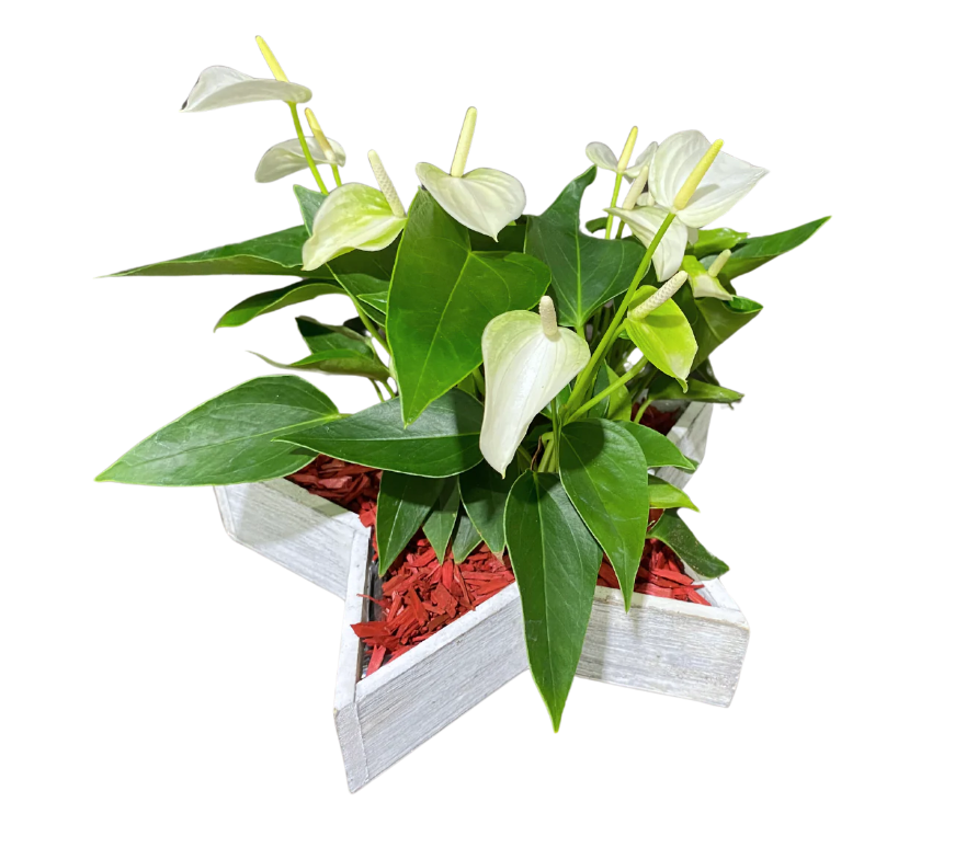 CHRISTMAS ANTHURIUM WOODEN STAR