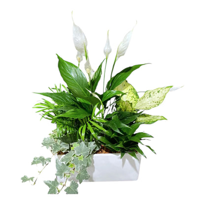 Large White Rectangle Peace Lily Planter – KAREN'S AND TINA'S FLOWERS, Newmarket ON
