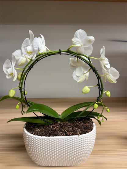 Phalaenopsis - Infinity Circle