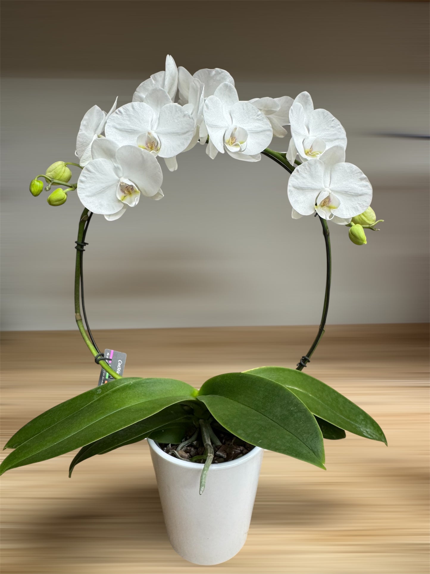 Phalaenopsis - Infinity Circle