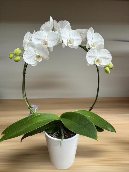 Phalaenopsis - Infinity Circle