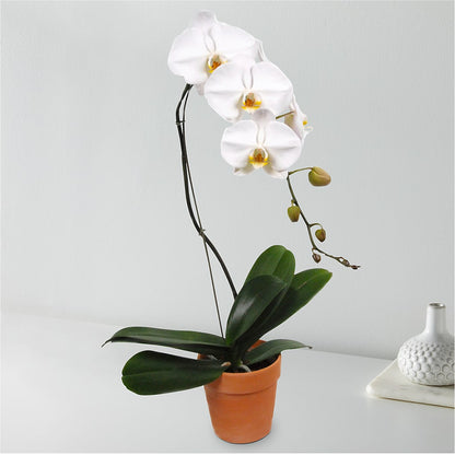 White Cascading Orchid – KAREN'S AND TINA'S FLOWERS, Newmarket ON