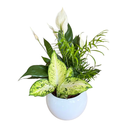 Round peace Lilly bowl – KAREN'S AND TINA'S FLOWERS, Newmarket ON