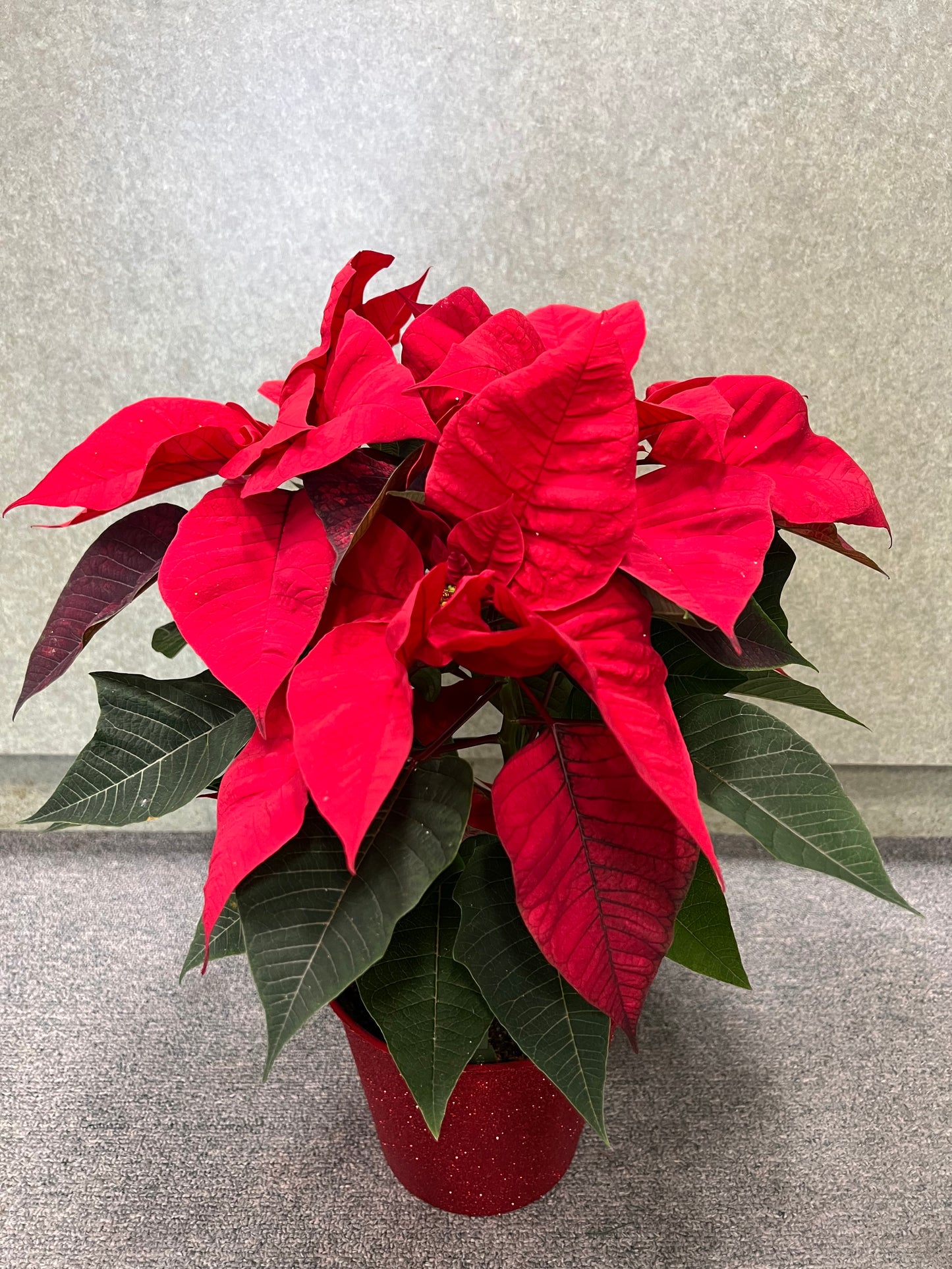 Holiday poinsettias