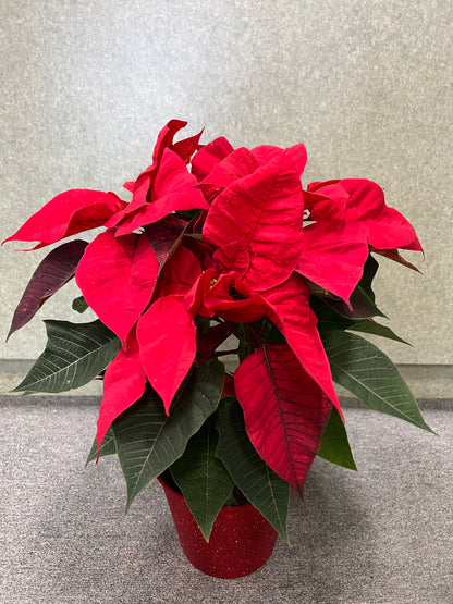 Holiday poinsettias – KAREN'S AND TINA'S FLOWERS, Newmarket ON