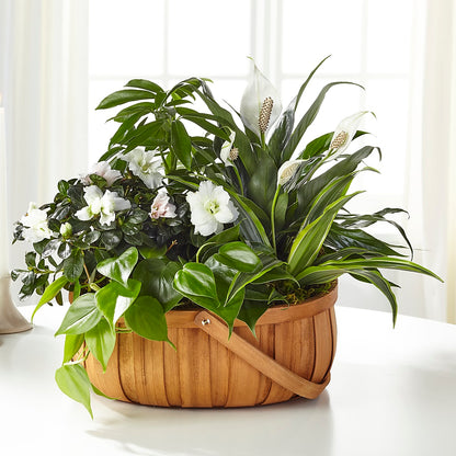 Serene Dishgarden – KAREN'S AND TINA'S FLOWERS, Newmarket ON