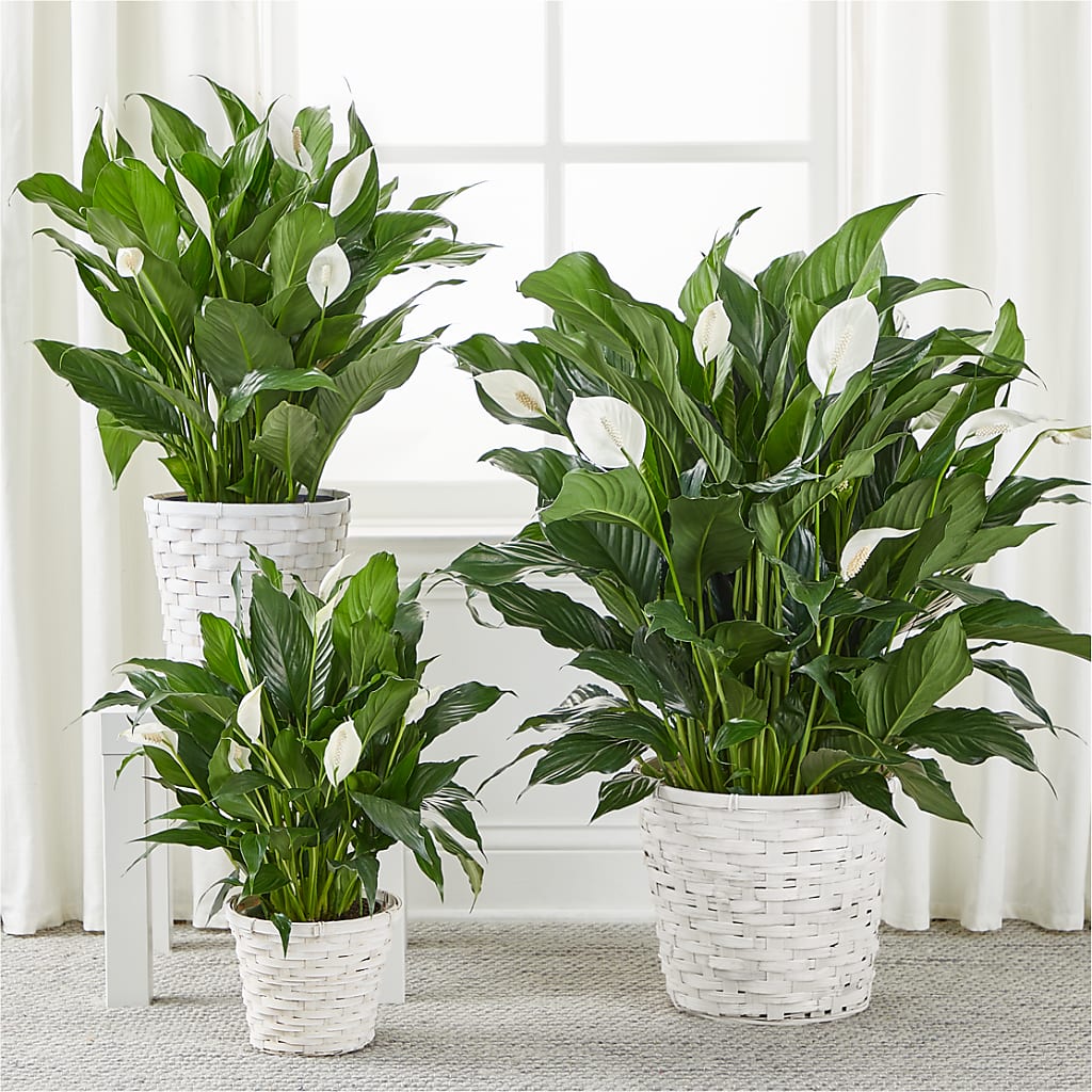 A New Leaf Peace Lily – KAREN'S AND TINA'S FLOWERS, Newmarket ON
