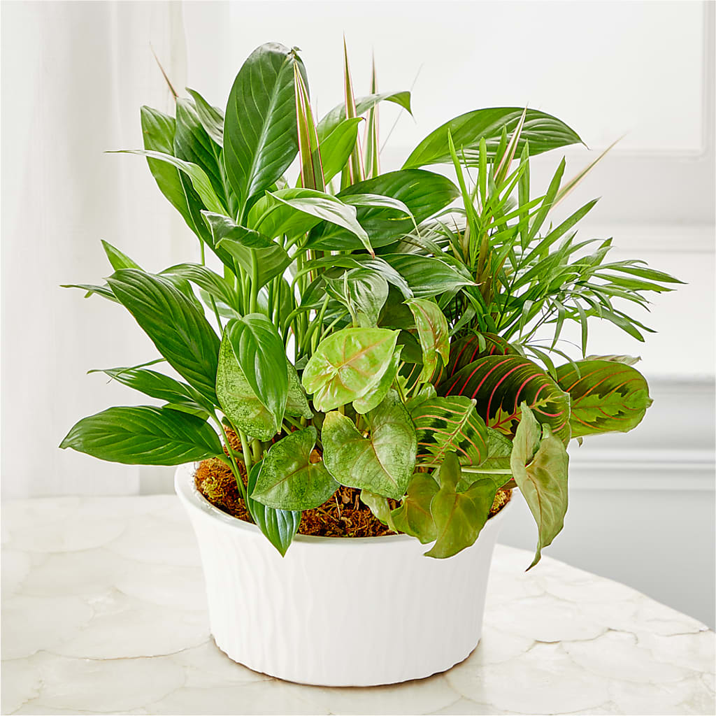 Balance & Harmony Dishgarden – KAREN'S AND TINA'S FLOWERS, Newmarket ON