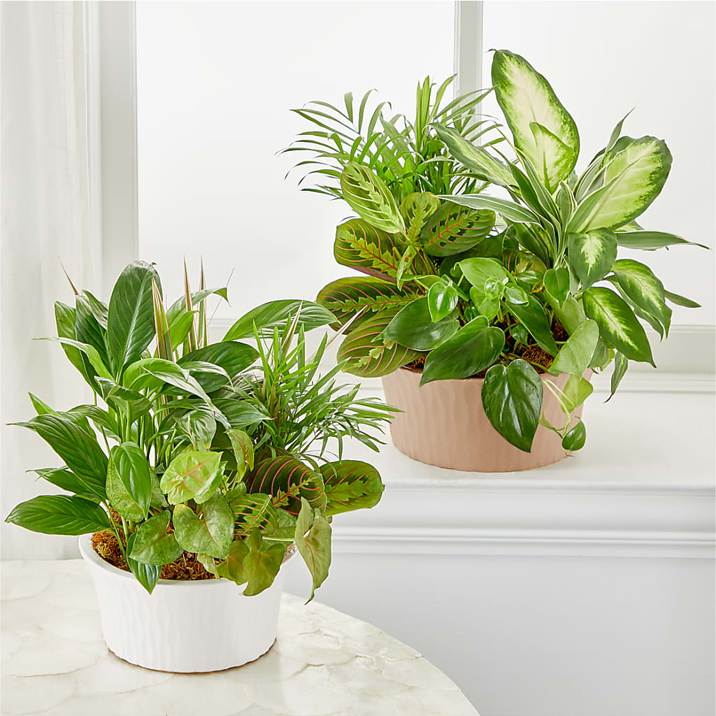 Balance & Harmony Dishgarden – KAREN'S AND TINA'S FLOWERS, Newmarket ON