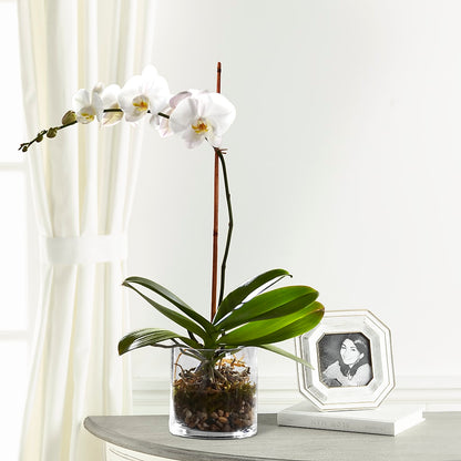 White Orchid Planter – KAREN'S AND TINA'S FLOWERS, Newmarket ON