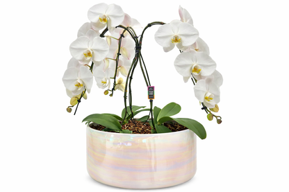 Swan 3 stem Orchid in Pearl Bowl – KAREN'S AND TINA'S FLOWERS, Newmarket ON