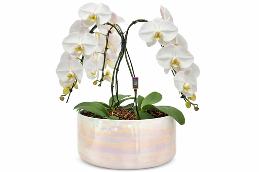 Swan 3 stem Orchid in Pearl Bowl
