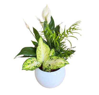 PEACE LILY BOWL