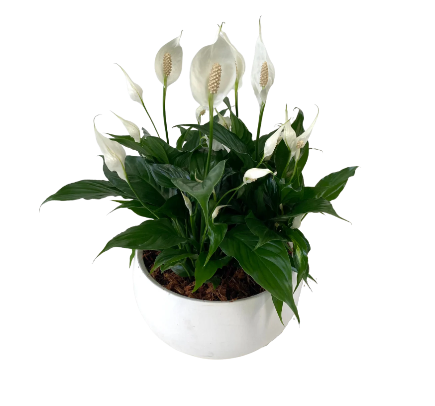 PEACE LILY BOWL