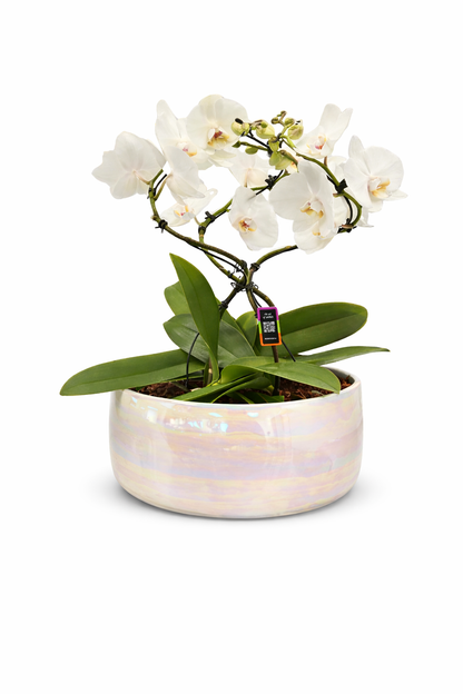 Tango 3 Stem Orchid In Pearl Bowl – KAREN'S AND TINA'S FLOWERS, Newmarket ON