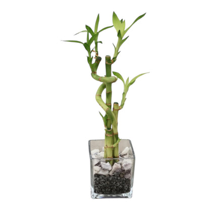 Lucky Bamboo in Glass – KAREN'S AND TINA'S FLOWERS, Newmarket ON