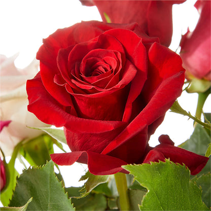 Love Notes Rose Bouquet – KAREN'S AND TINA'S FLOWERS, Newmarket ON