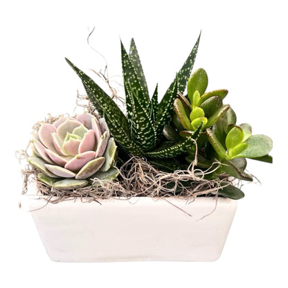 Small White Rectangle Succulent Planter – KAREN'S AND TINA'S FLOWERS, Newmarket ON